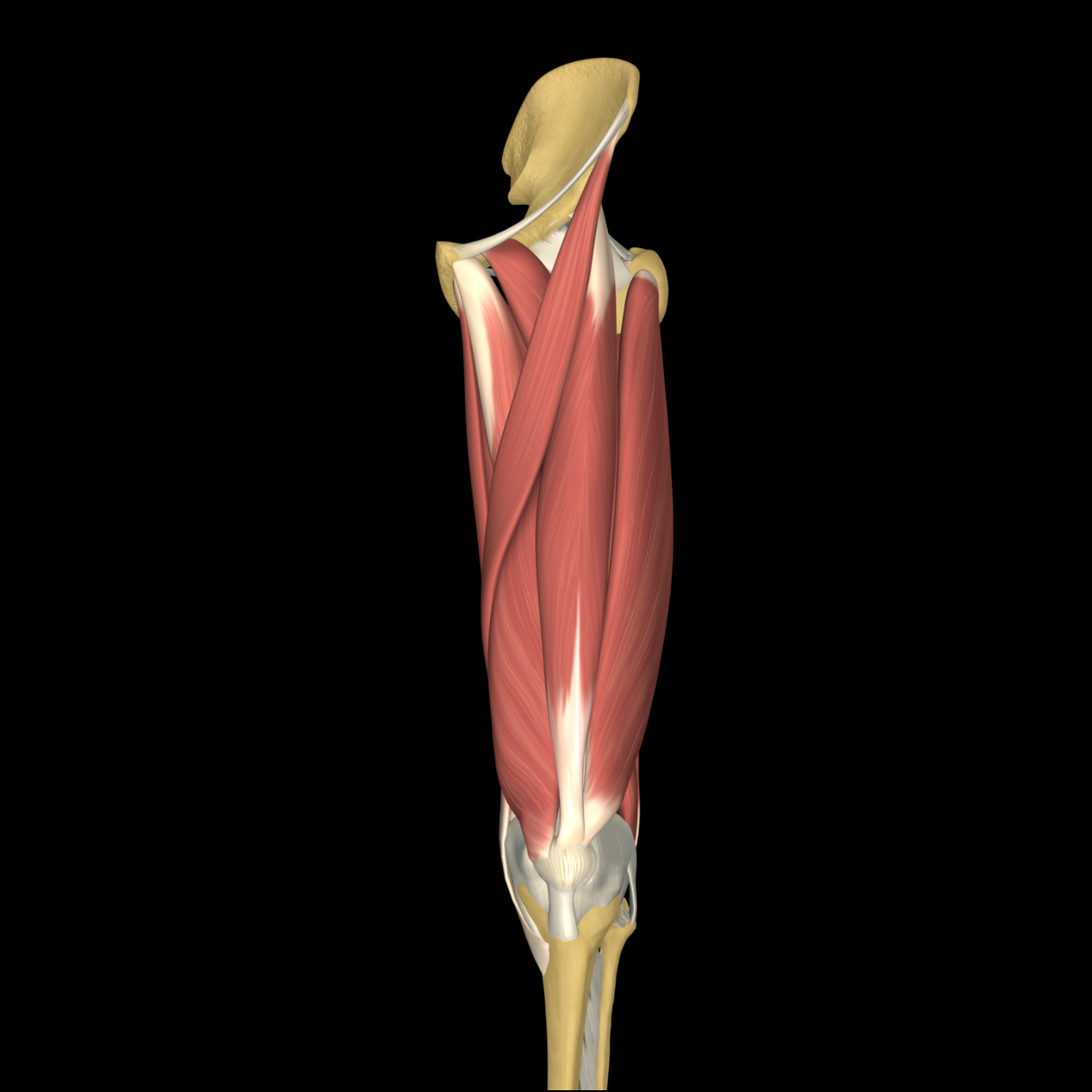 anatomyEXPERT - Thigh muscles - Structure Detail