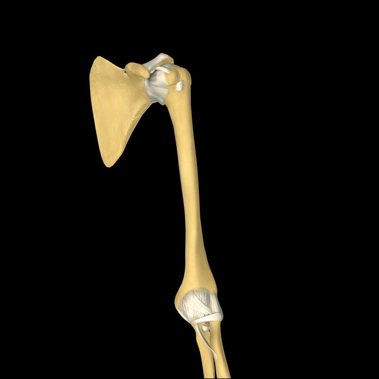 anatomyEXPERT - Anterior brachial muscles - Structure Detail